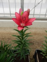 [4092 Cecina DJ No201.JPG]